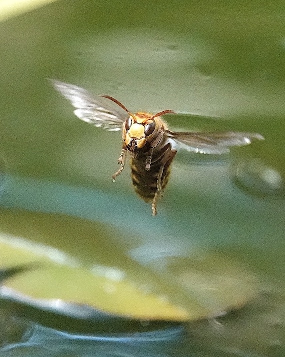 hornet